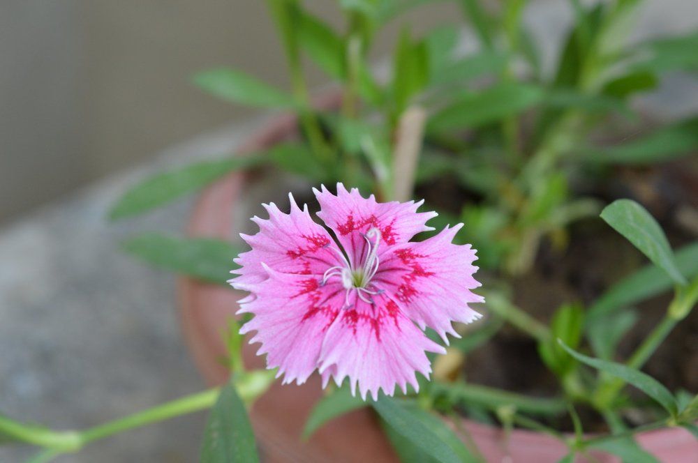 TWO COLORED FLOWERS