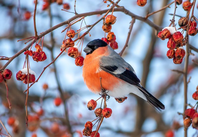 Лобанова Ольга, Russia