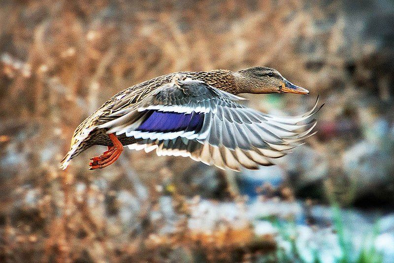 Alexandr Ostroumov, Russia