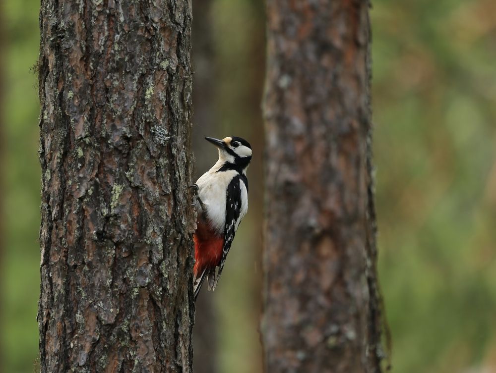 Пёстрый дятел.