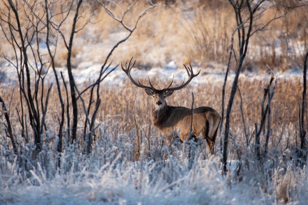Особь благородных кровей