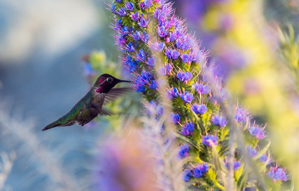 Colibri