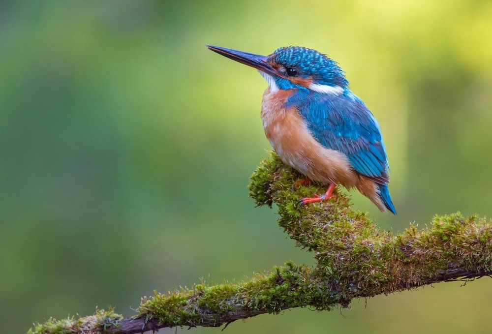 Утренний портрет зимородка