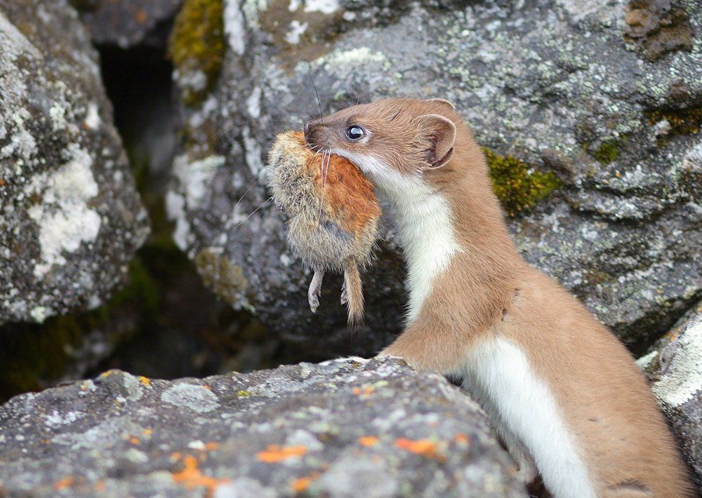 Горностай с добычей