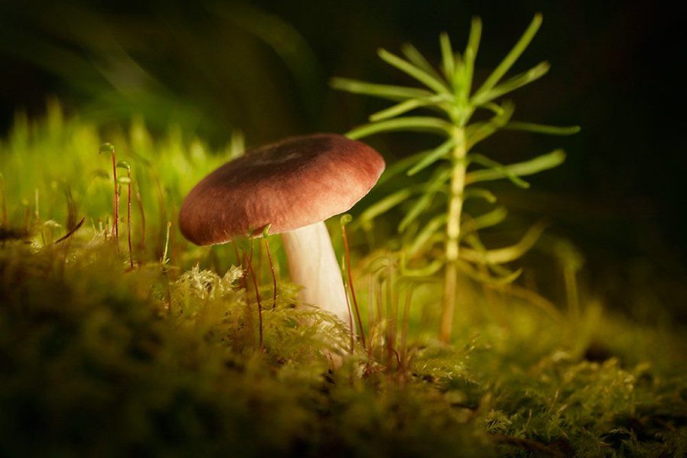 The guest of the forest