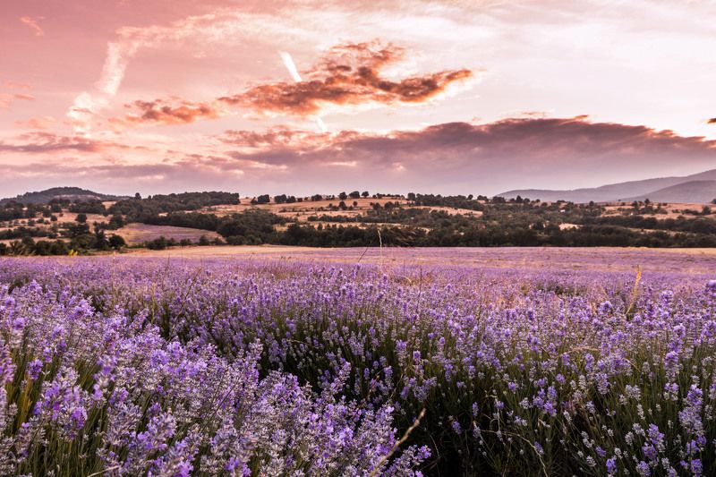 Даниел Чобанов, Bulgaria