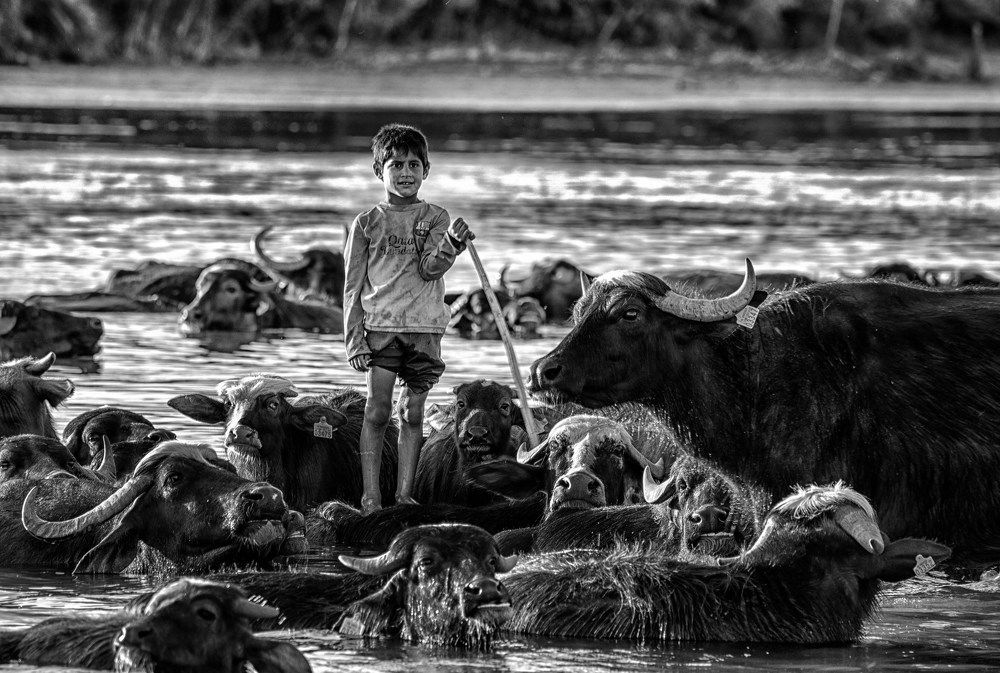 Patron of the small buffalo from Iraq