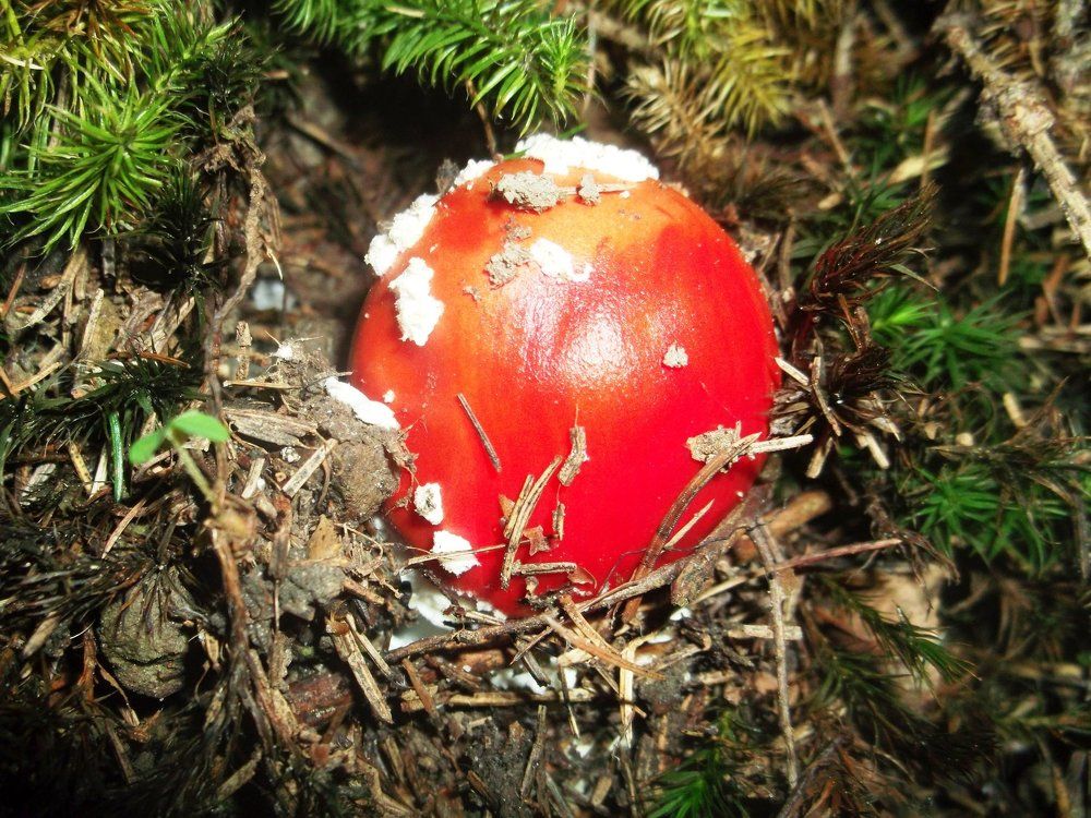 Яскраве народження лісового жителя