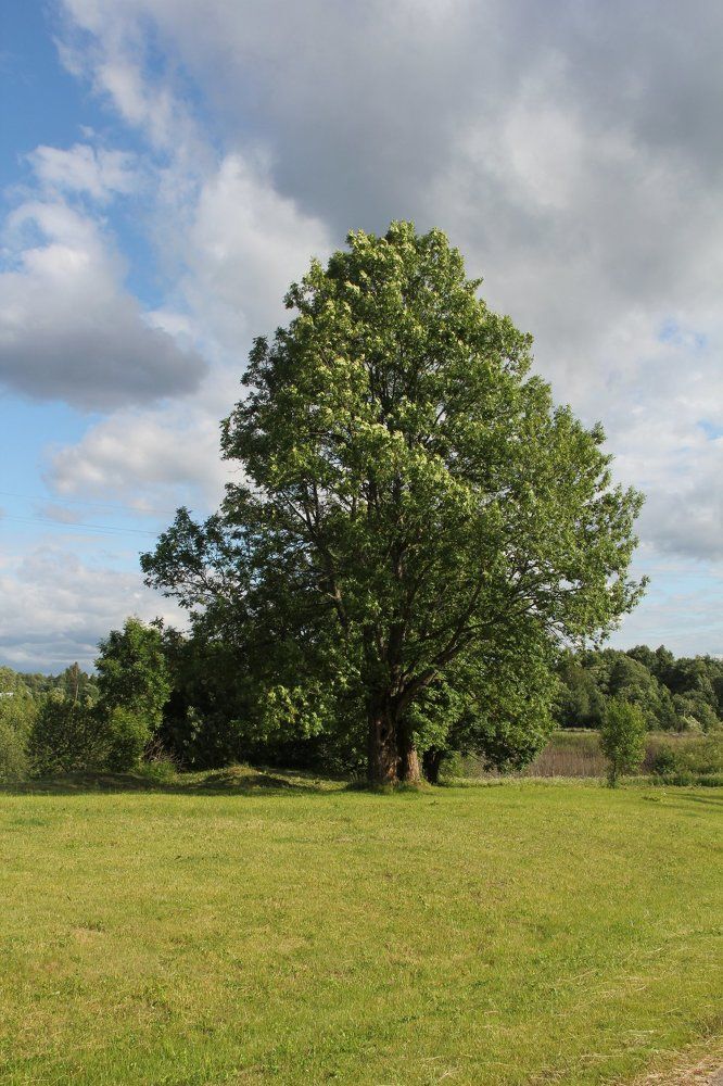 Одинокий дуб