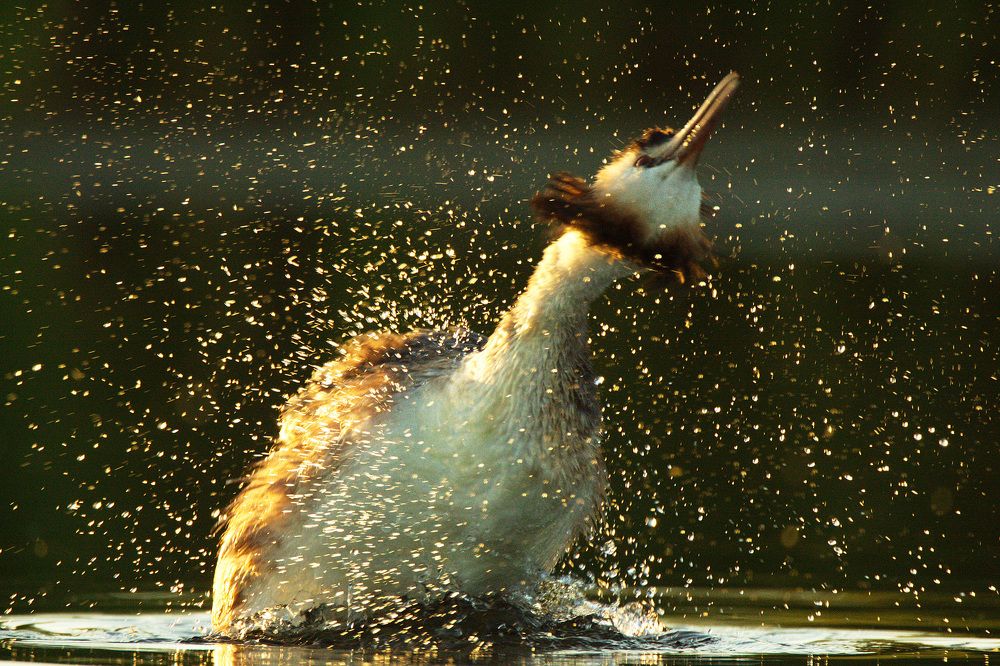 Водные процедуры