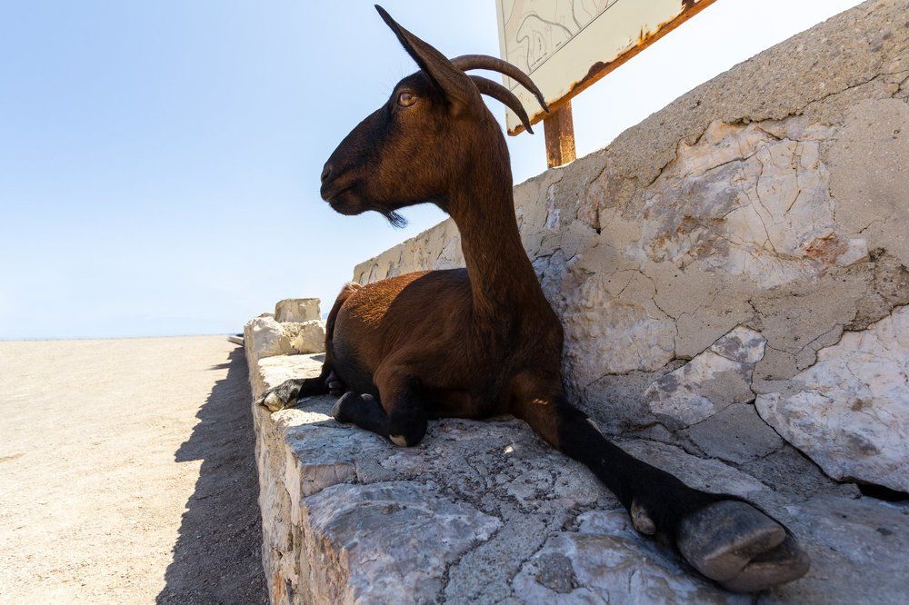 Brown goat at Spain