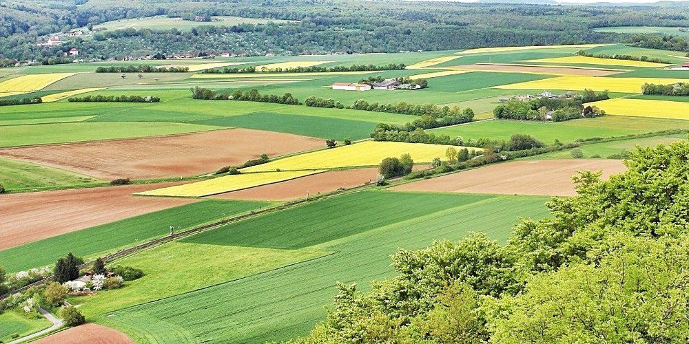 Майские поля