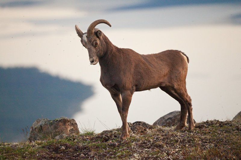 Andrey Podkorytov, Russia