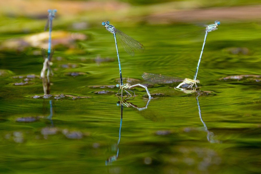 dragonflies mating in the water