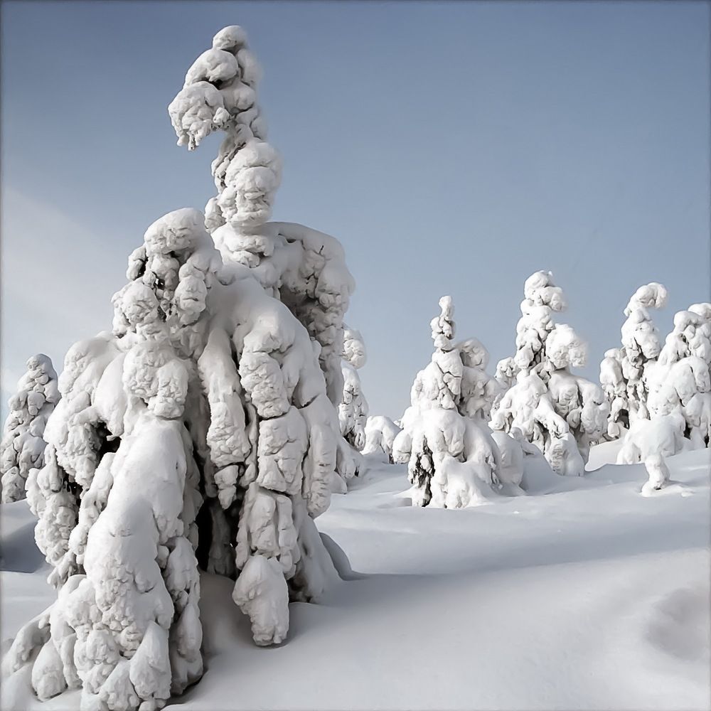 Снежные всадники безе.