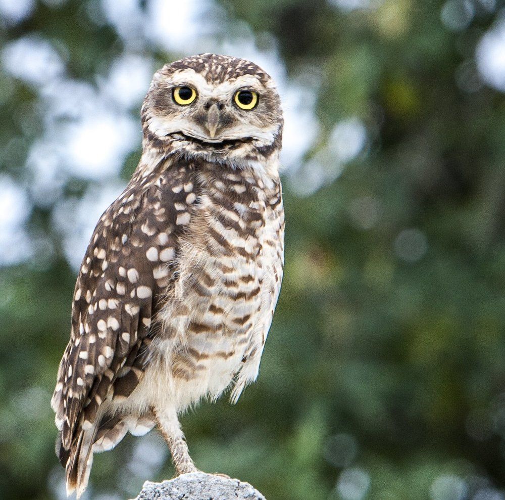 Улыбающийся сычик