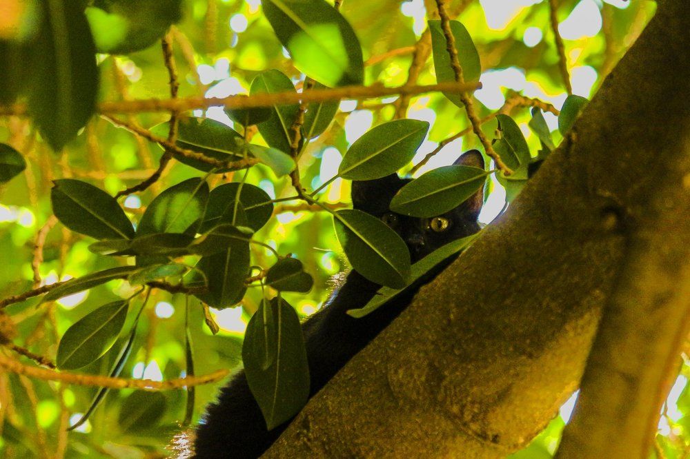 женька - мини пантера