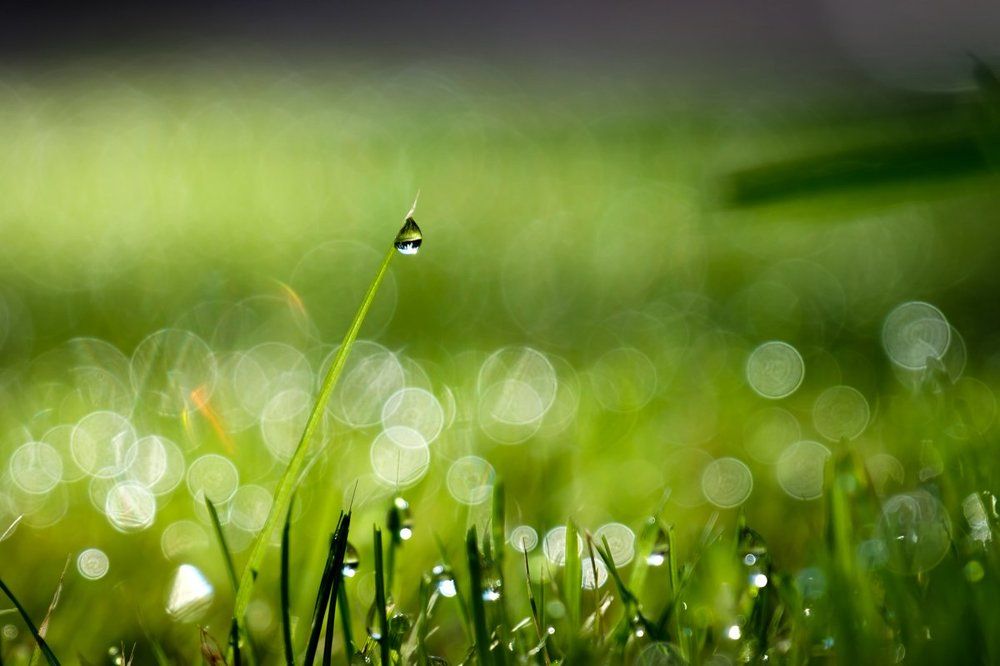 Слезы травы