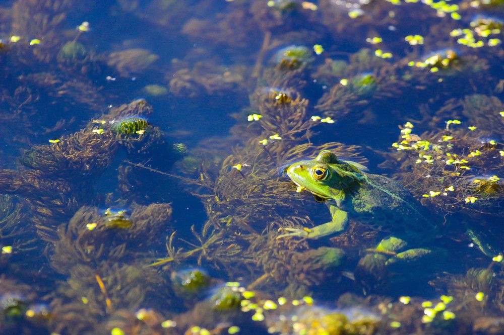 В ожидании комара...:)
