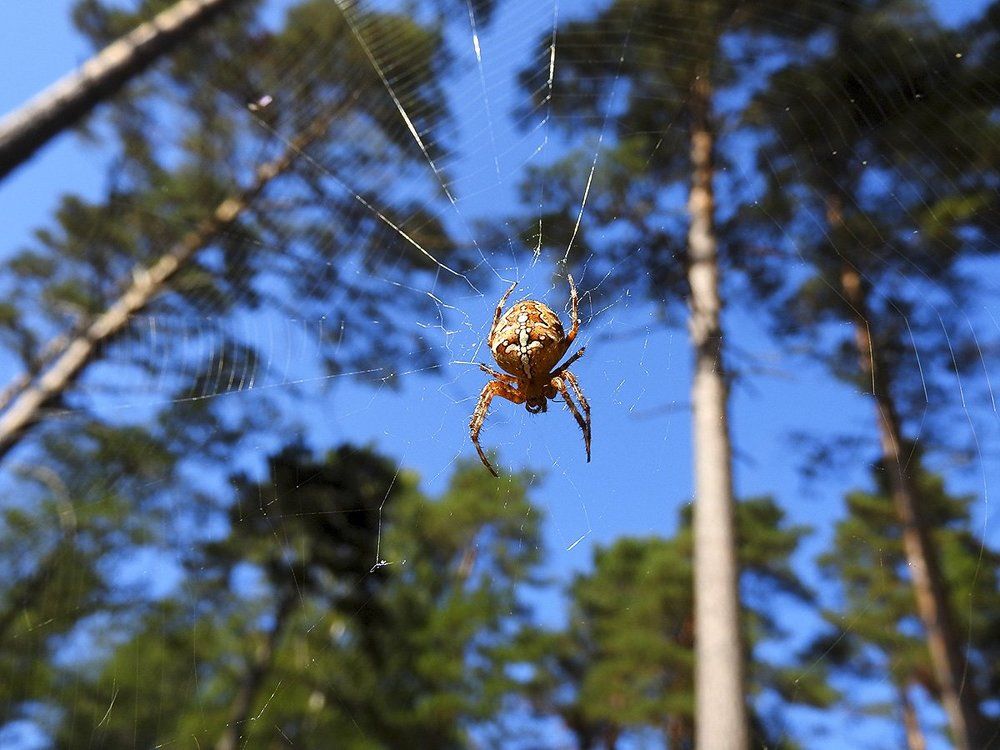 Хозяин леса