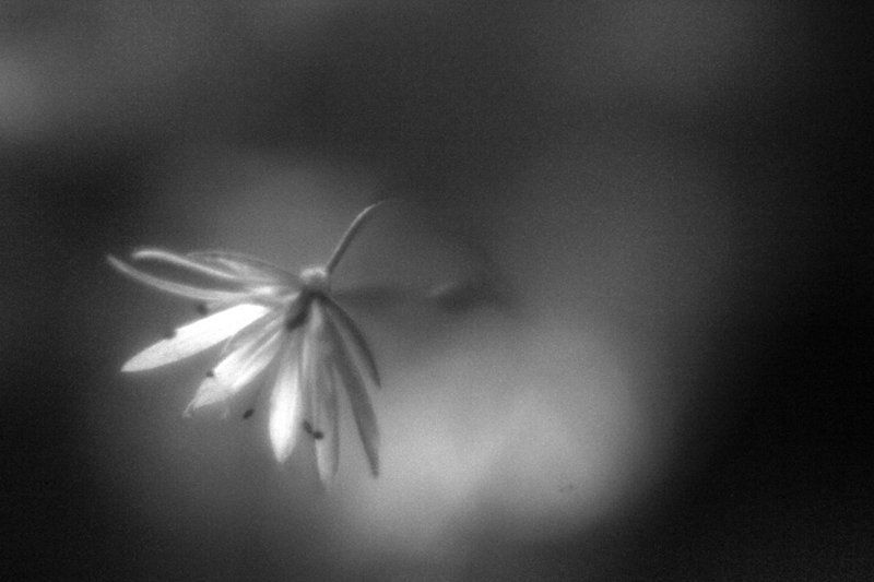 Зубкова Елена Владимировна, Russia