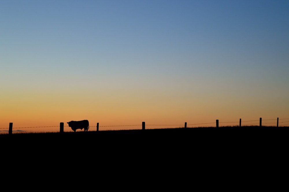 Harvest Evening