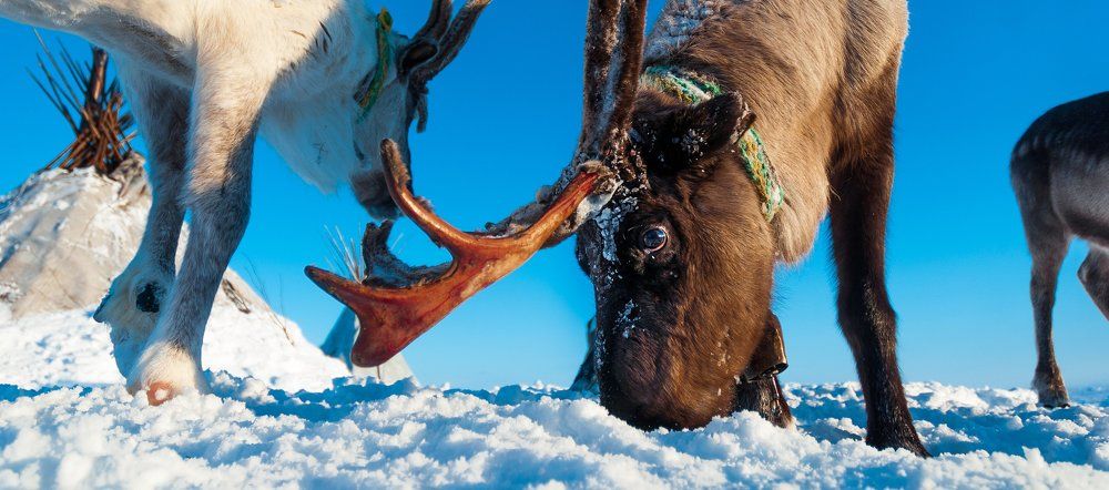 Северный взгляд