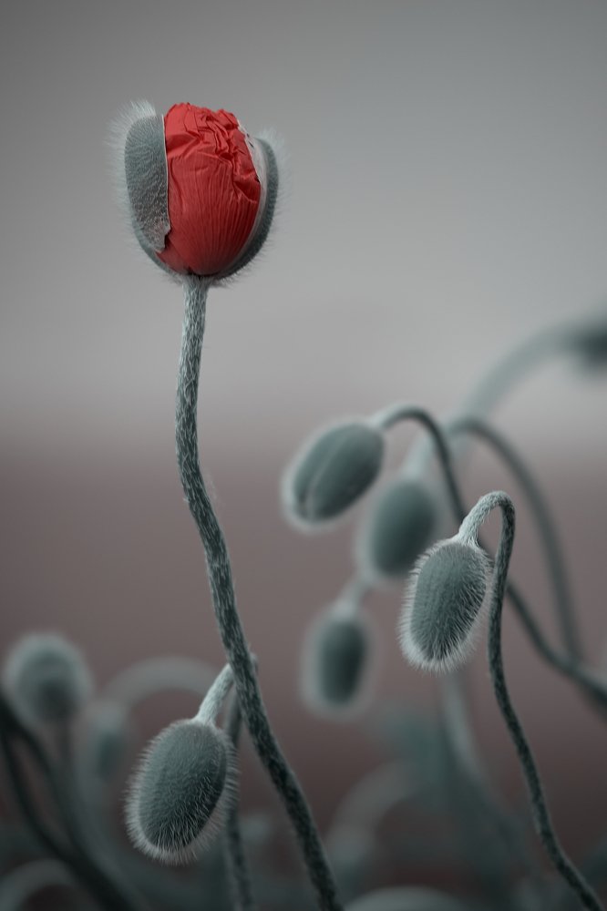 Маковая гидра