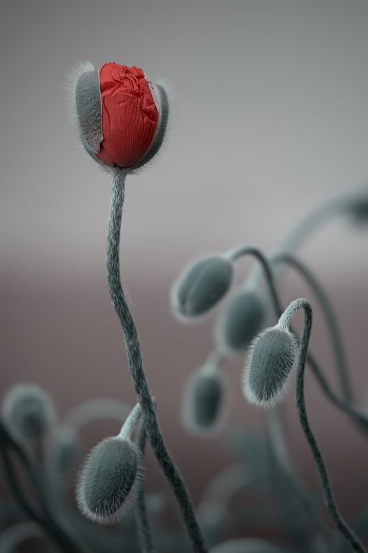 Leonid Samoilov, Russia