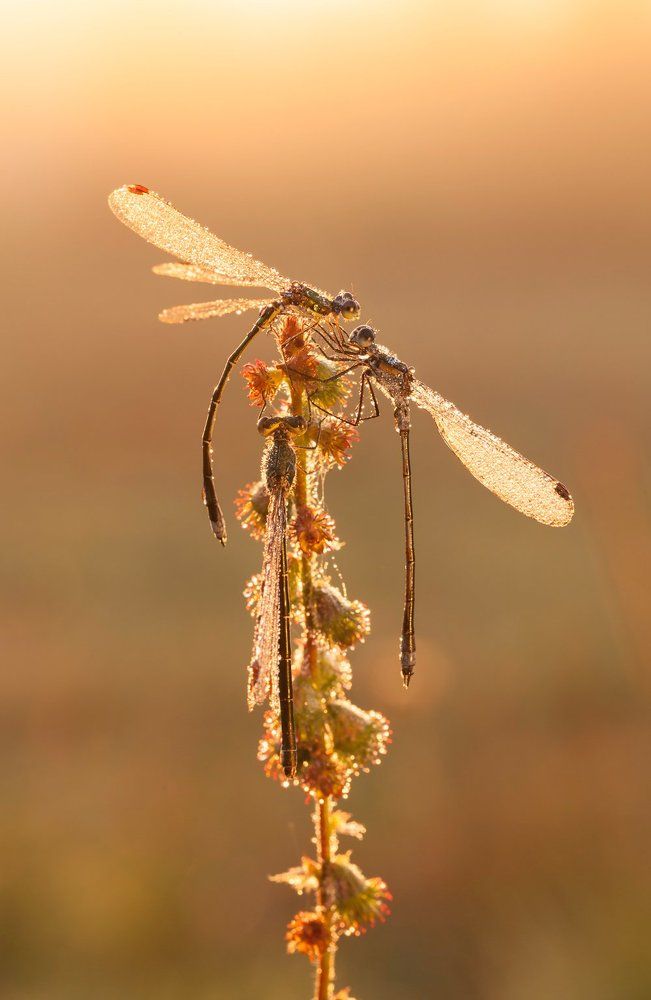 На рассвете