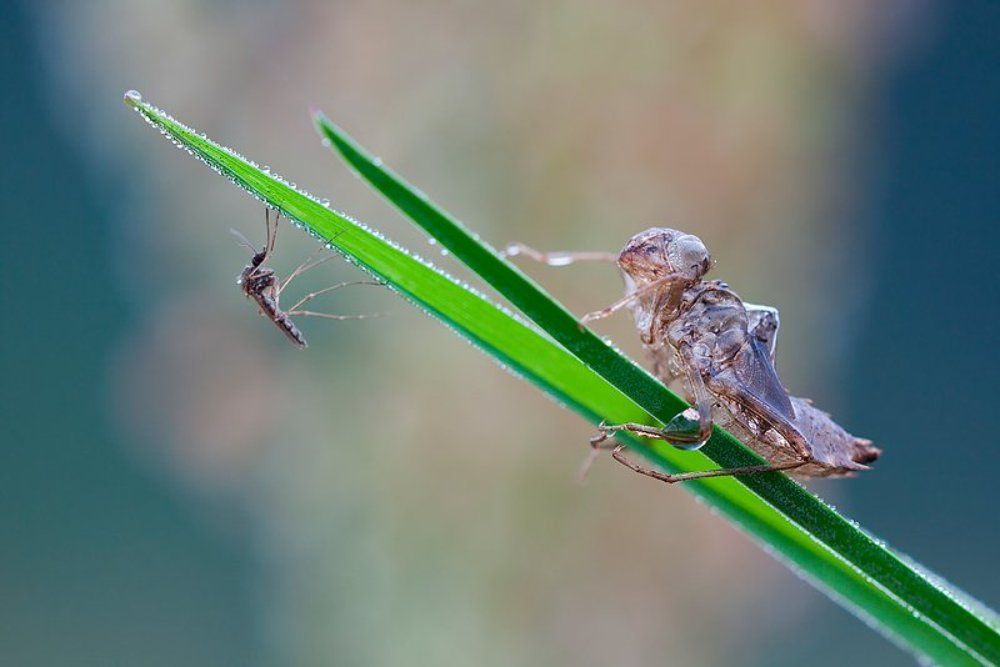 Великовата кольчужка