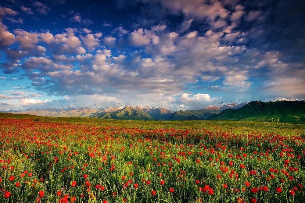 ВЕСЕННИЙ СОН