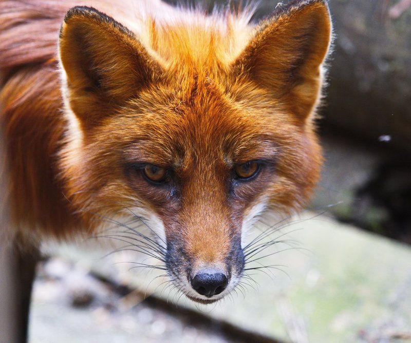 Виталий, Russia