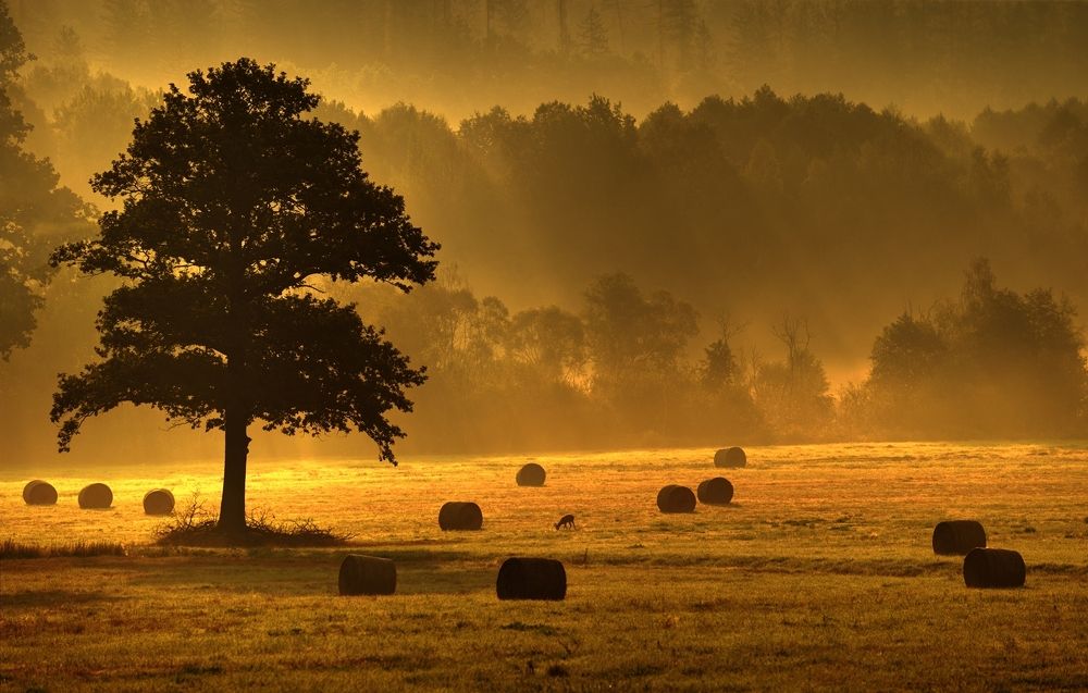 Photograph by Wydmuch Maciej