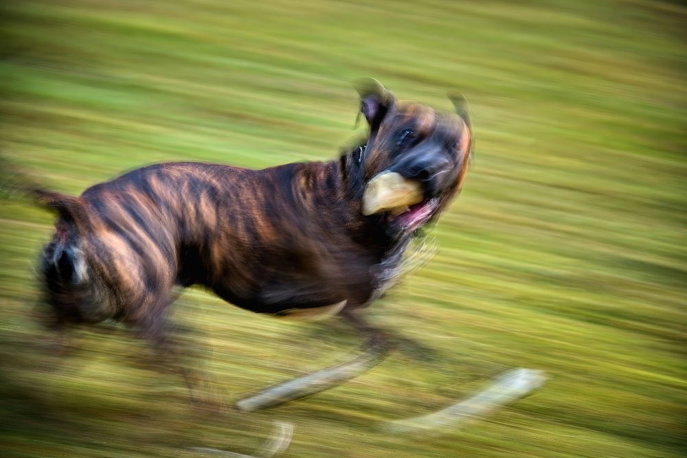 Photograph by Milan Cernak