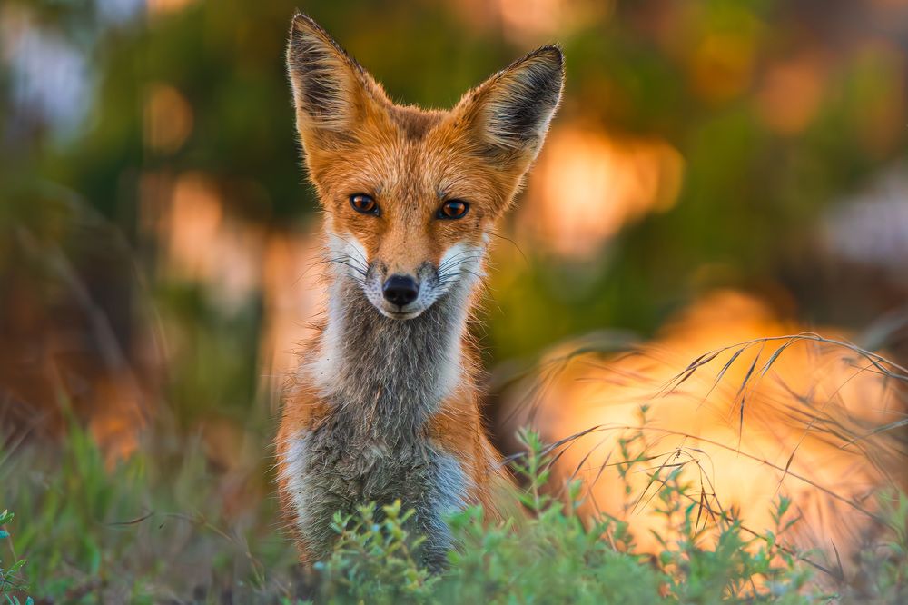 Red Kit Fox in the wild