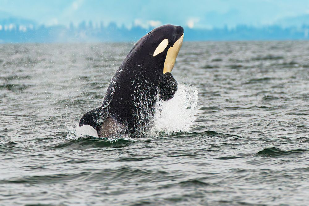 Photograph by RyanCarterMedia