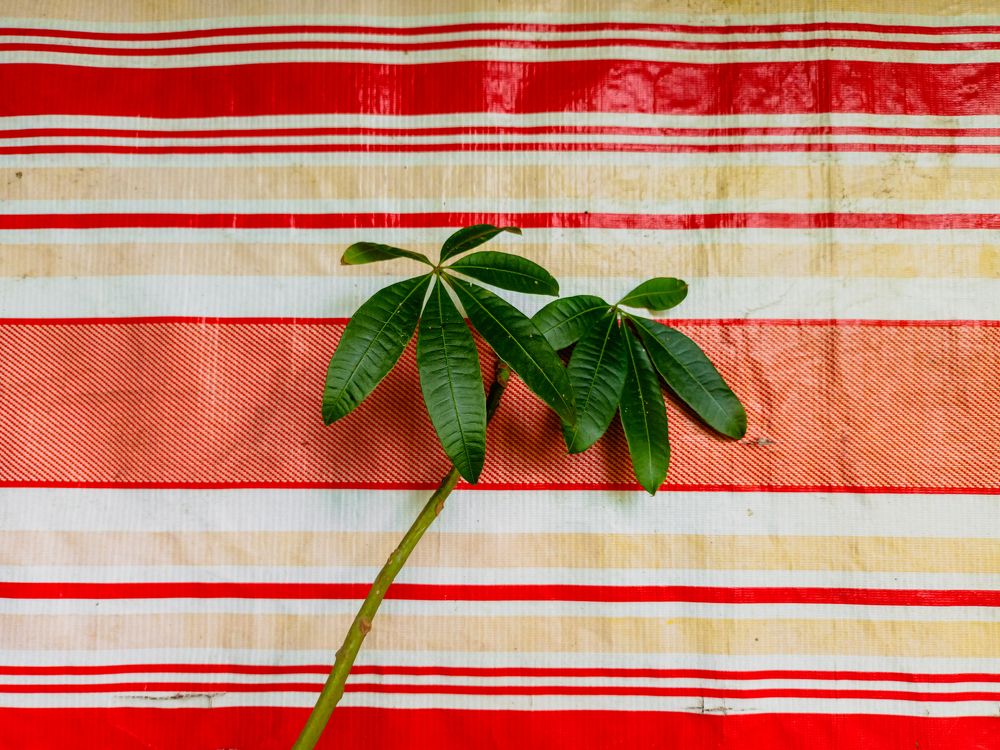 Photograph by Meryll Jo Rado