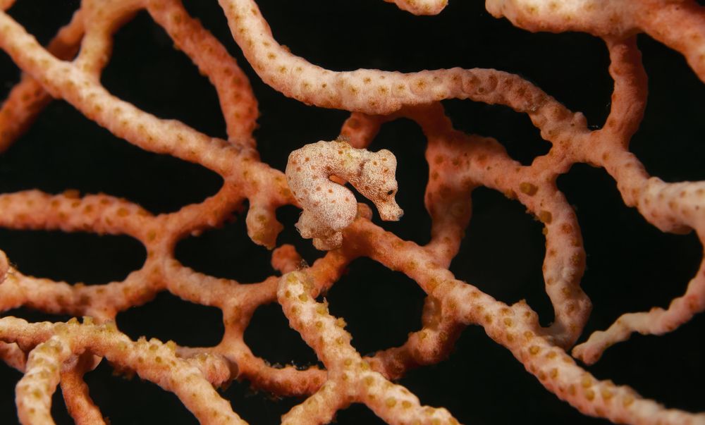 Фотография автора Димитрий Евтушик