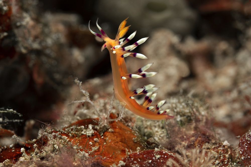 Фотография автора Димитрий Евтушик