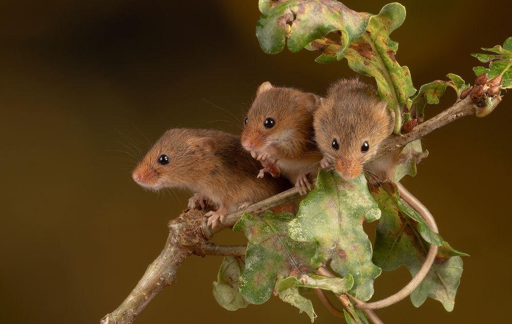 Harvest Mouse