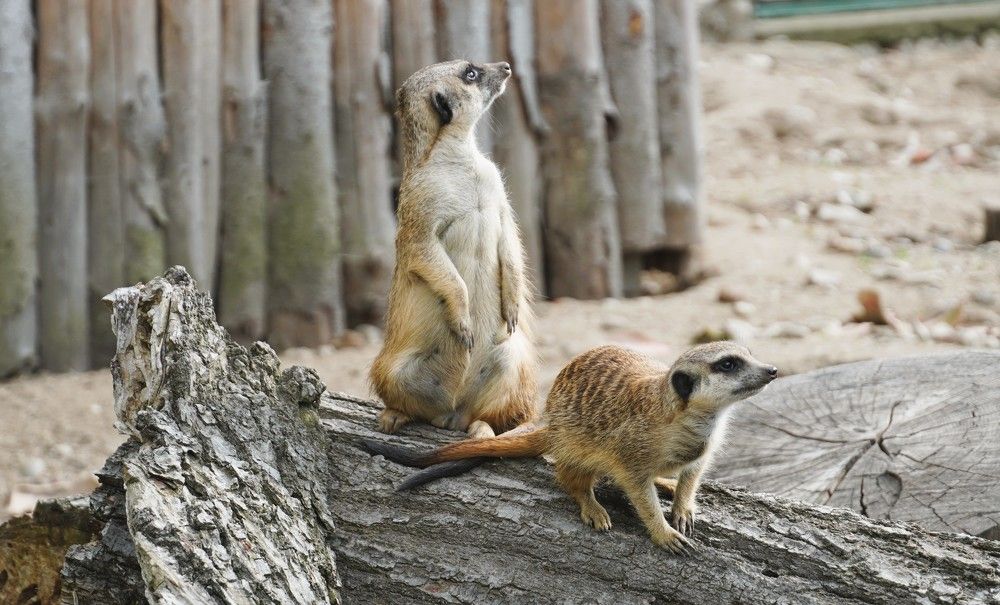 Meerkat - Suricata suricatta