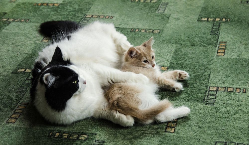 Фотография автора Андрей Рогов