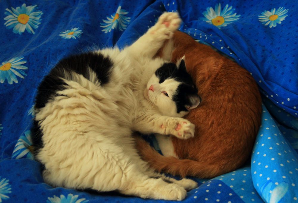 Фотография автора Андрей Рогов