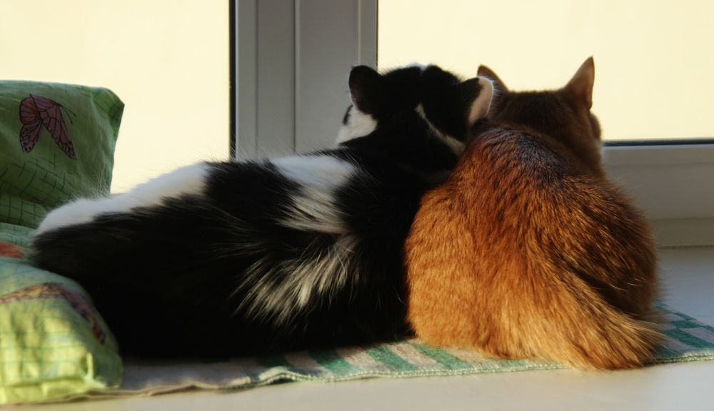 Фотография автора Андрей Рогов