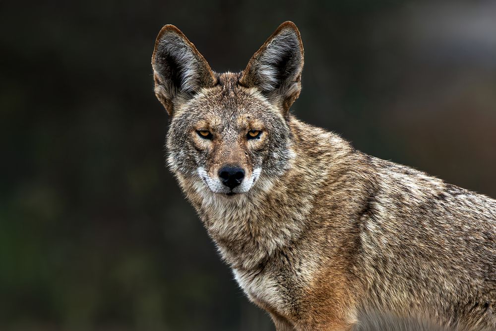 Photograph by RyanCarterMedia