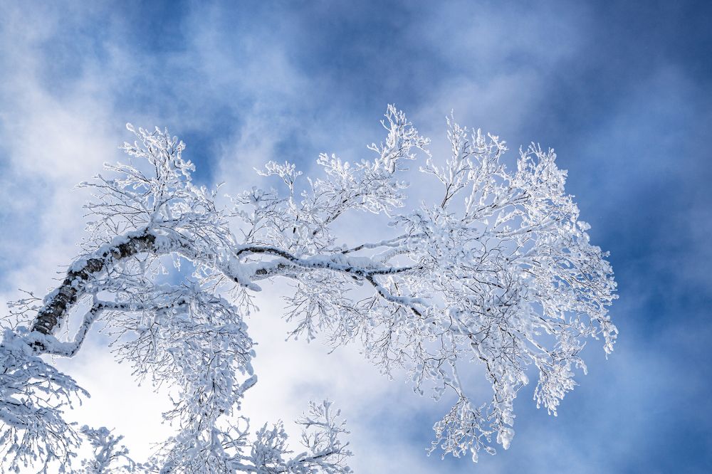 Зимняя сказка.