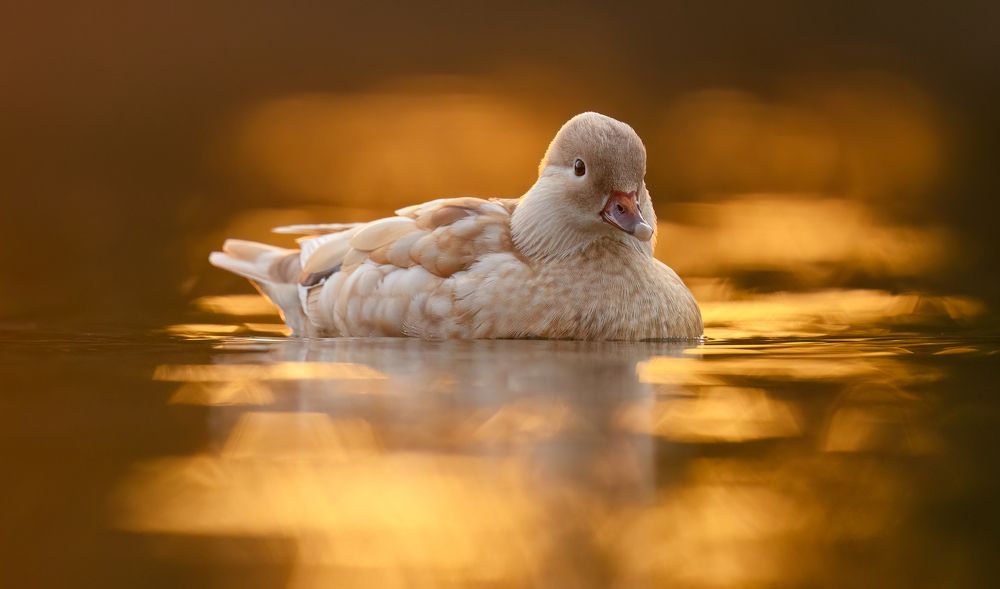 Photograph by Tímea Ambrus