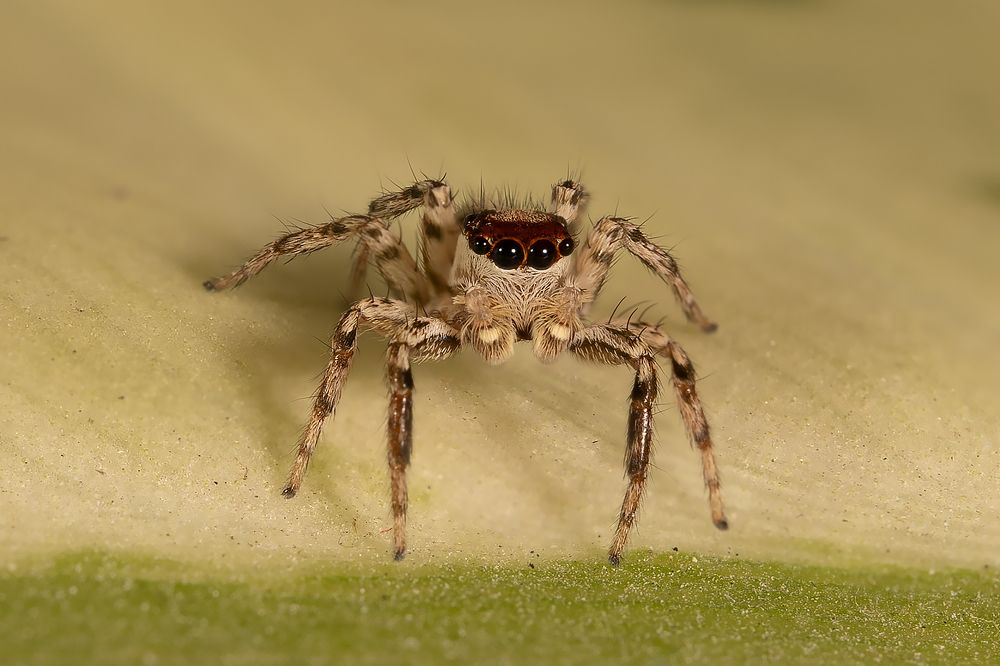 jumping spider