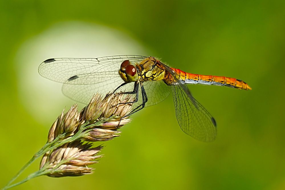 Photograph by Галина Кан